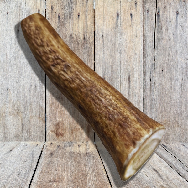 LARGE - Whole ELK Antler for Dogs - Organic Antler Dog Chew - (Grade A) Naturally Shed - also for Knife Handle Skins