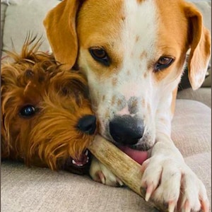 Pu&ograve; includere: Due cani, un beagle marrone e bianco e un terrier marrone, stanno masticando un osso grande. Il beagle &egrave; a sinistra e il terrier &egrave; a destra. Il beagle sta guardando la telecamera e il terrier sta guardando l'osso.