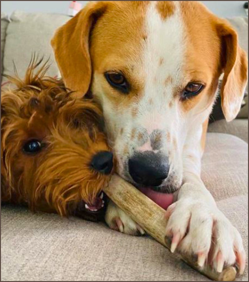 Pu&ograve; includere: Due cani, un beagle marrone e bianco e un terrier marrone, stanno masticando un osso grande. Il beagle &egrave; a sinistra e il terrier &egrave; a destra. Il beagle sta guardando la telecamera e il terrier sta guardando l'osso.