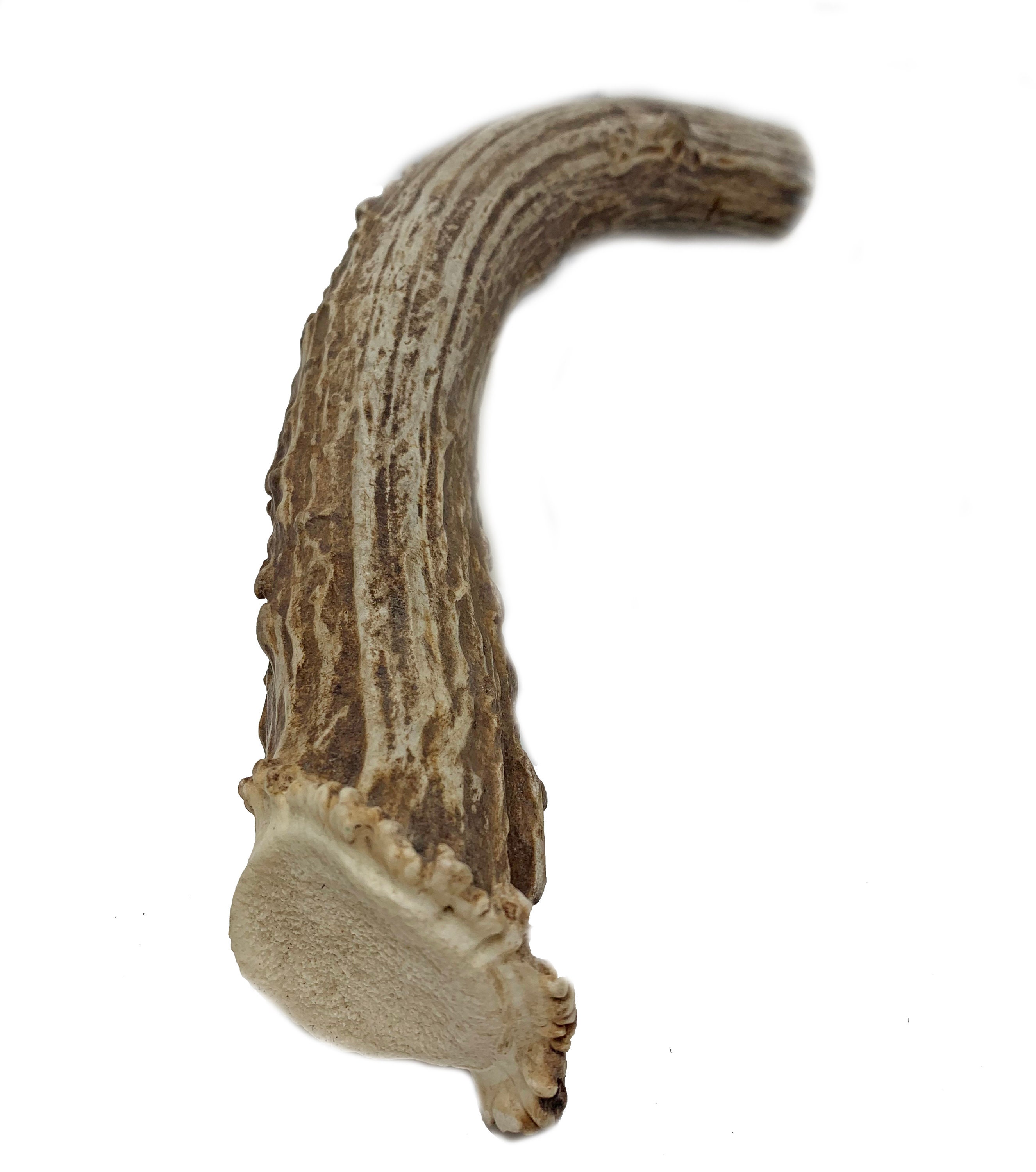 XX-Large MASSIVE Thick Jumbo Deer Antler Dog Chew 8-10" | Natura…