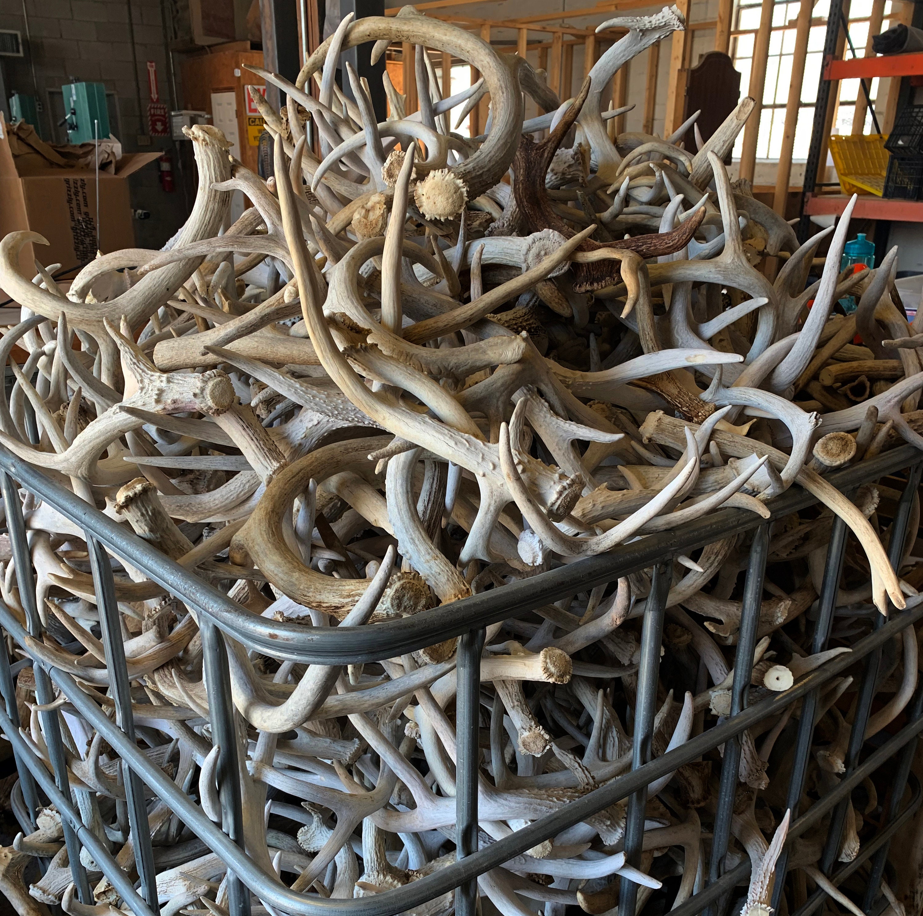Bulk Large Deer Antlers 2 Grade Home Decor Dog Chews Etsy UK