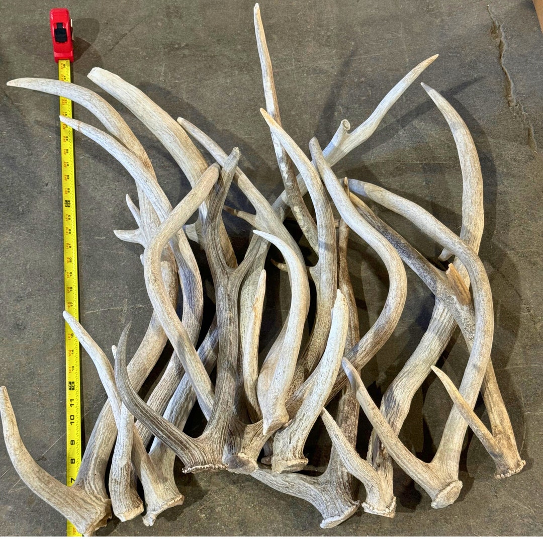 5 Pounds of Large Axis Deer Antler Sheds Grade A/B Naturally Shed Lot ...