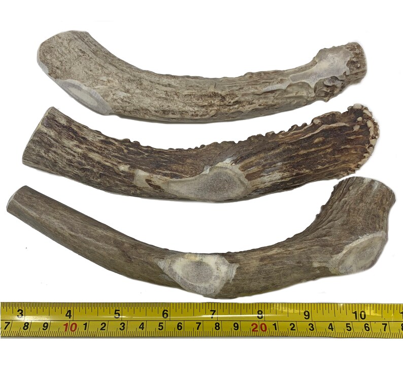 3 Pack LARGE 7 Deer Antler for Dogs All Natural Dog Etsy