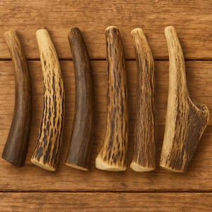 6 Pack - Red STAG Antlers for Dogs, Small to Medium - Top Grade Red Deer Antler Dog Chews