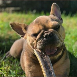 Pu&ograve; includere: Un bulldog francese marrone e bianco con un occhio chiuso sta masticando un lungo giocattolo da masticare naturale marrone. Il cane &egrave; sdraiato sull'erba verde.