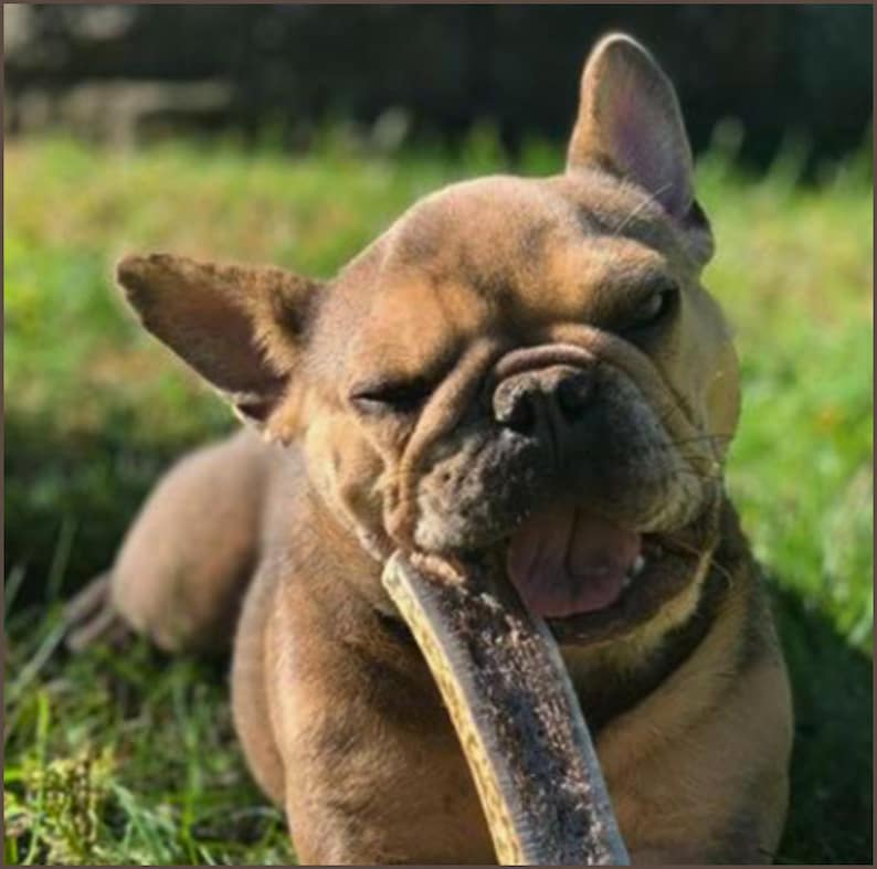 Pu&ograve; includere: Un bulldog francese marrone e bianco con un occhio chiuso sta masticando un lungo giocattolo da masticare naturale marrone. Il cane &egrave; sdraiato sull'erba verde.