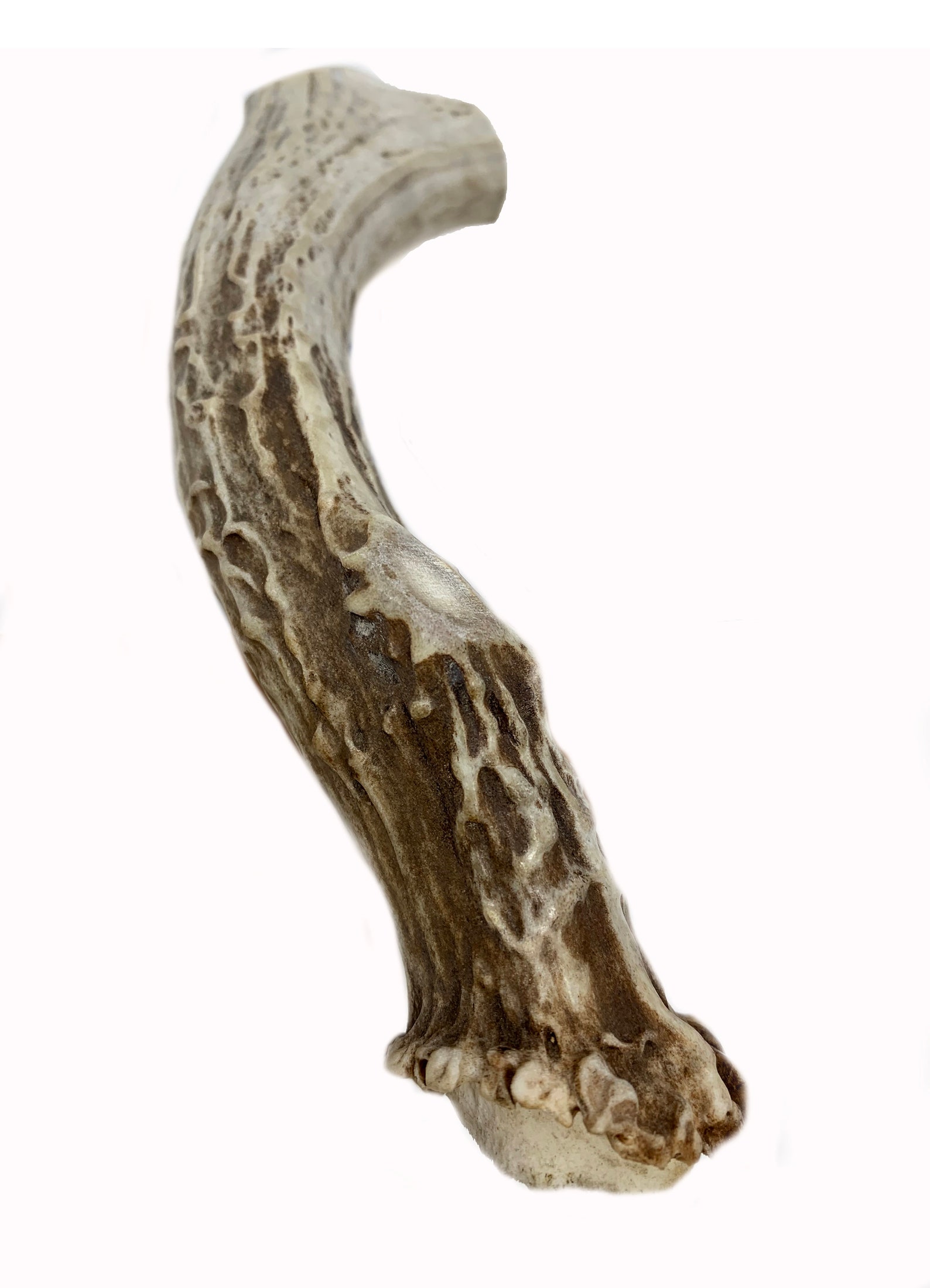 LARGE 7 Deer Antler for Dogs All Natural Dog Chew Etsy