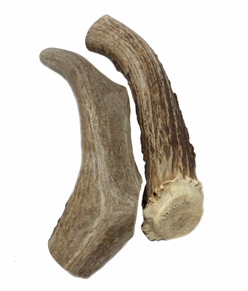 2 Pack LARGE 7 Deer Antler for Dogs All Natural Dog Etsy