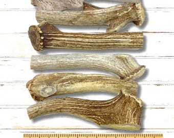Jumbo AXIS Deer Antlers W/ Shed Burr - Knife Handle Skins or Pipe Blank Bulk Craft