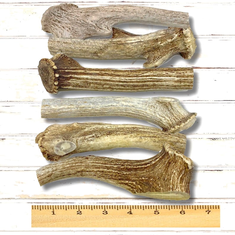 Jumbo AXIS Deer Antlers W/ Shed Burr - Knife Handle Skins or Pipe Blank Bulk Craft bild 1