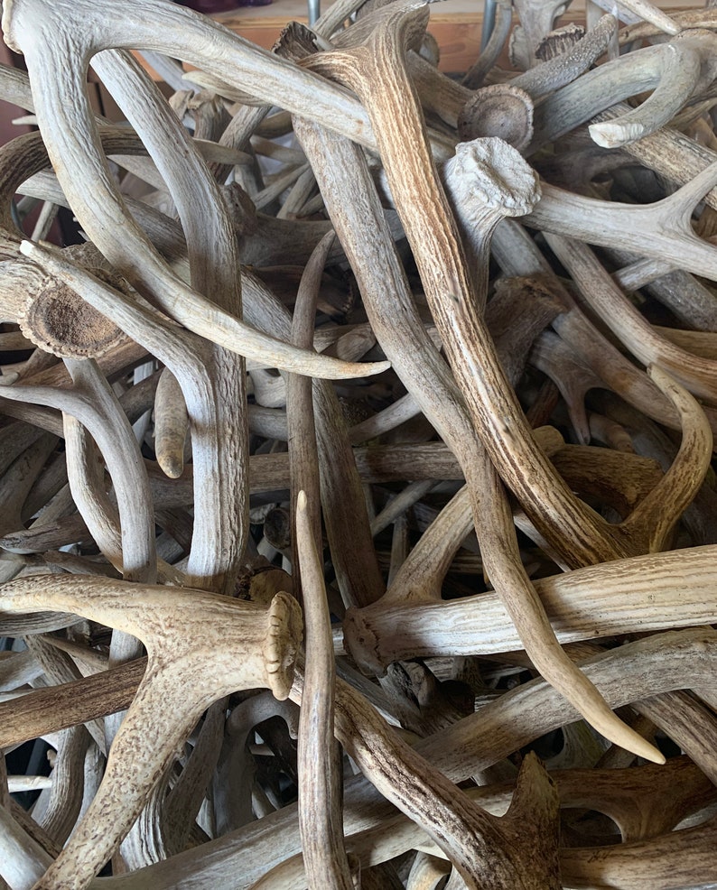 5 Lbs of Axis Deer Antler Sheds Grade A Natural Shed Lot Etsy