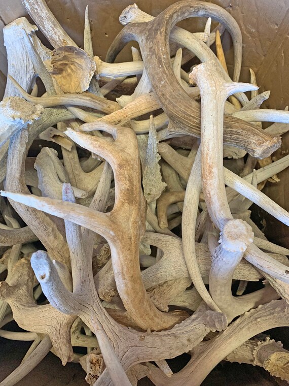 10 Pounds of WhiteTail Deer Antler Sheds Grade C Chalk Lot Bulk Craft