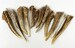 12 | Drilled Hole | Gnarly Antler Tips/Points/Pendants/Brow Tines | Premium - Grade A |  Pick Your Size 