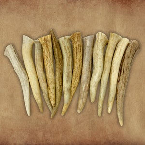 12 Pack - Extra Large Deer Antler Crafting Tips, Tines, Points - Grade A - Size: 5&quot; to 6&quot;