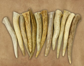 12 Pack - Extra Large Deer Antler Crafting Tips, Tines, Points - Grade A - Size: 5" to 6"