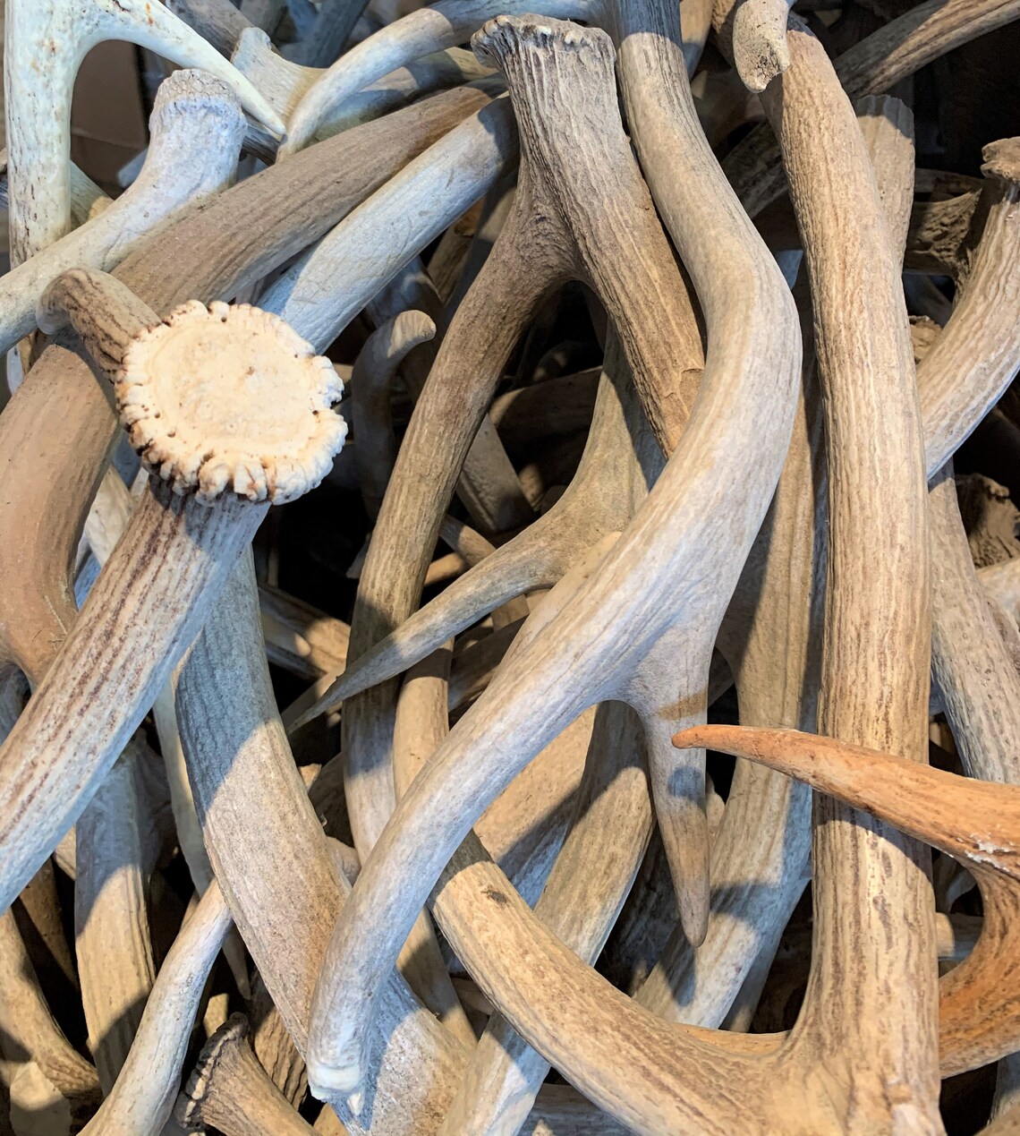 5 Pounds of Axis Deer Antler Sheds Grade B Natural Shed Etsy