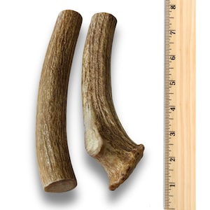 Jumbo AXIS Deer Antlers W/ Shed Burr - Knife Handle Skins or Pipe Blank Bulk Craft bild 2