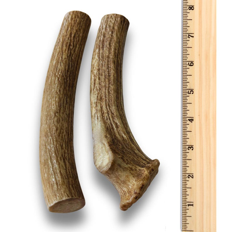 Jumbo AXIS Deer Antlers W/ Shed Burr - Knife Handle Skins or Pipe Blank Bulk Craft bild 2