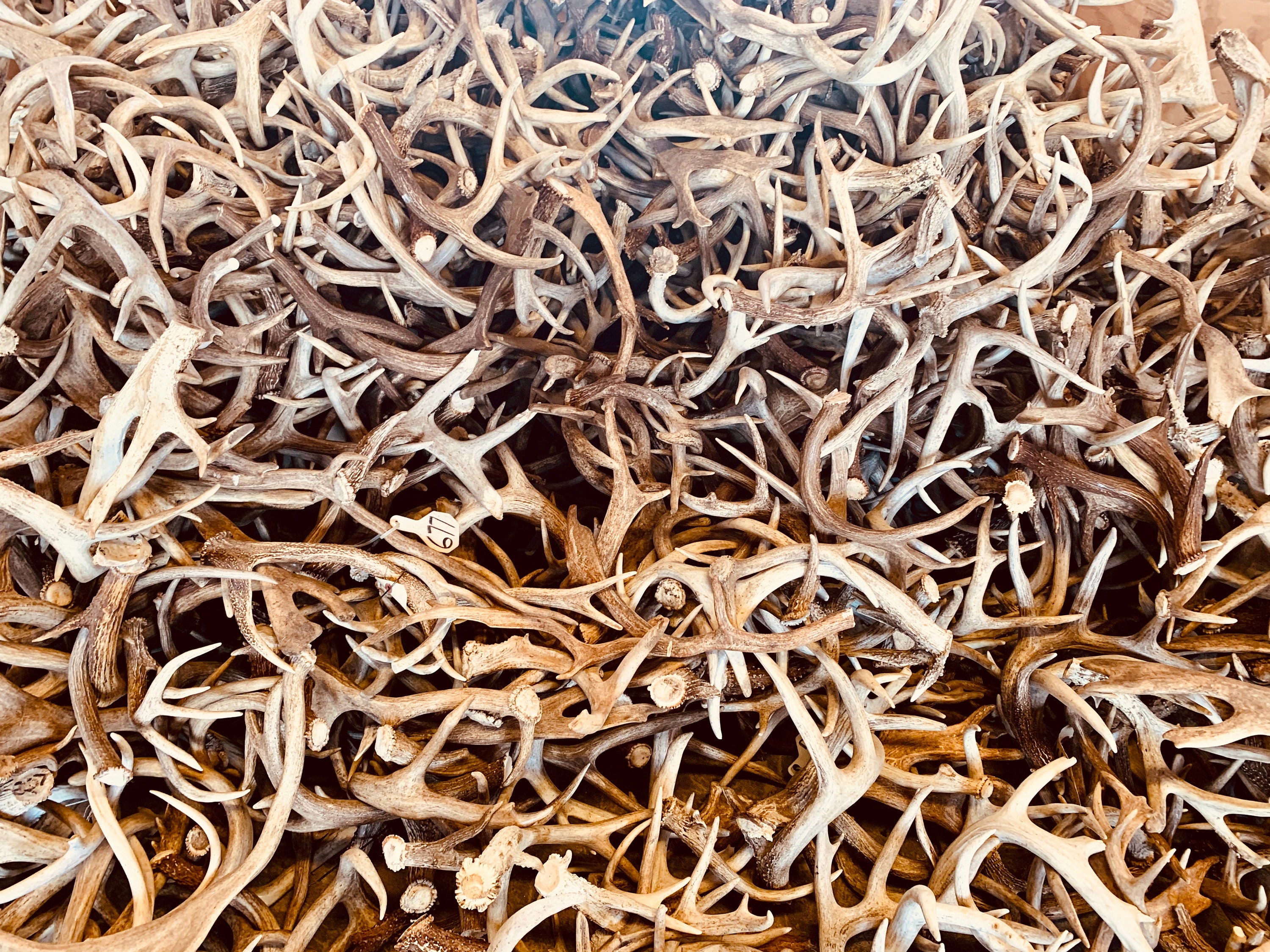 Grade 1 Bulk Large Deer Antlers Home Decor Dog Chews Etsy