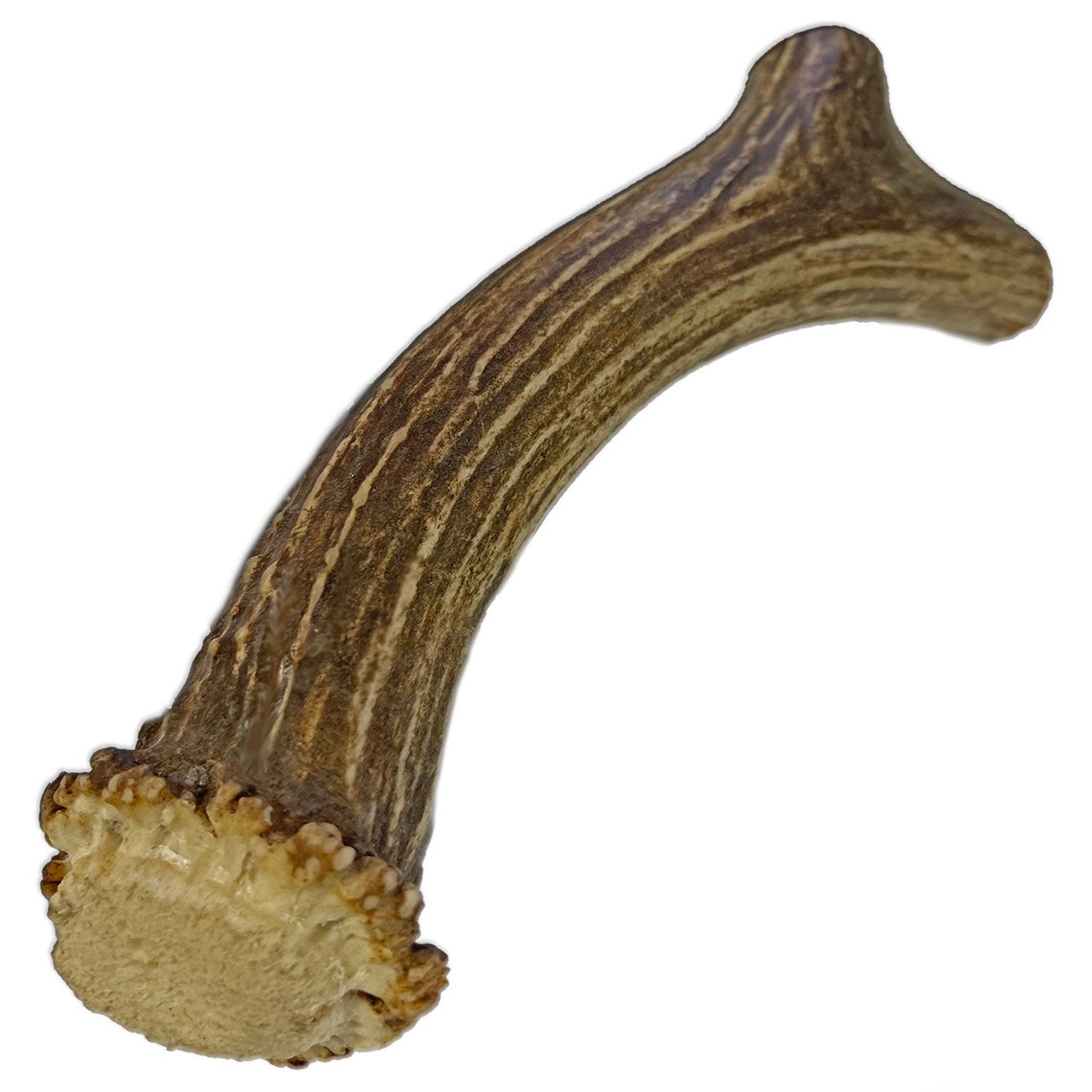 Extra LARGE 8 Deer Antler for Dogs All Natural Dog Chew Etsy