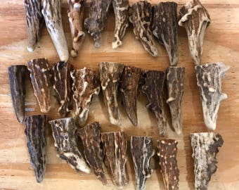 24 Pack- (Small) Deer Antler (gnarly) Brow Tine Crafting Tips/ Points/ Pendants | Size 1" to 2" | Grade A
