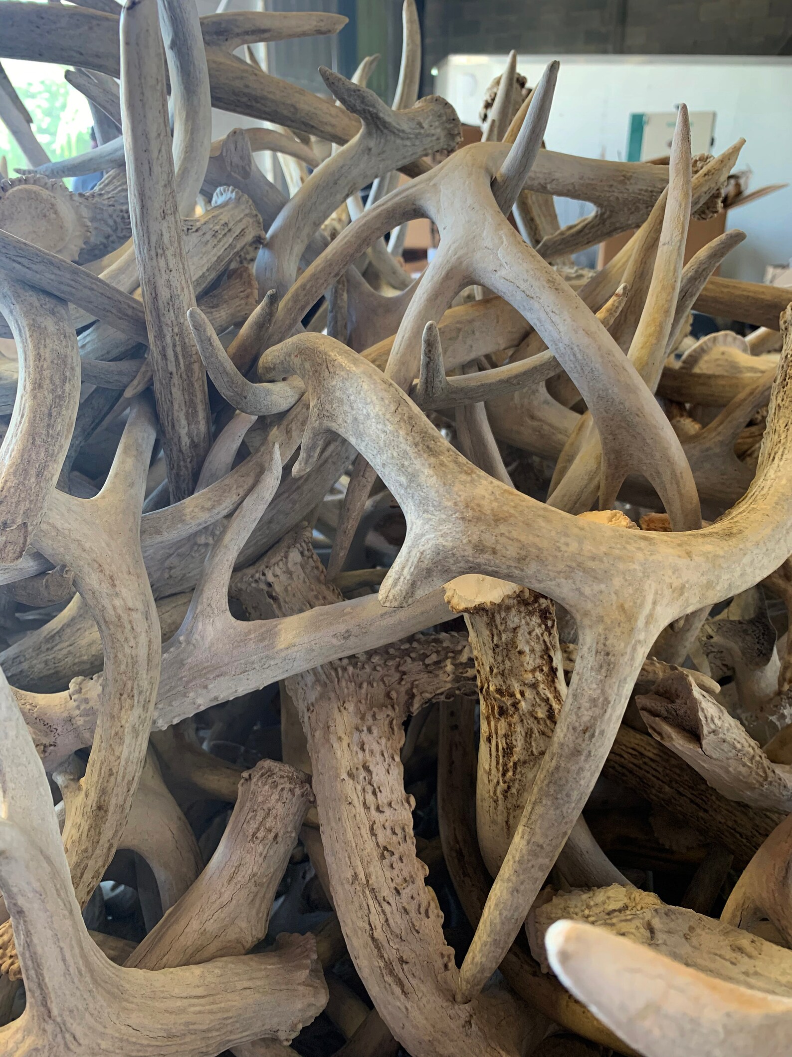 Bulk Large Deer Antlers 2 Grade Home Decor Dog Chews Etsy UK