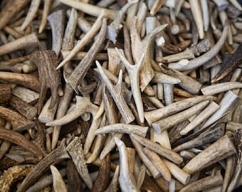 BULK - Antler Crafting Tips-Tines (Slightly Blemished)  -NOT CHEWS