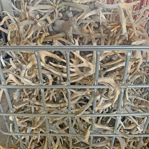 Bulk Large Deer Antlers 3 Grade Home Decor Dog Chew Etsy