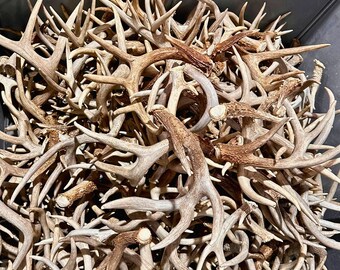 Small Whitetail Deer Antler for Sale