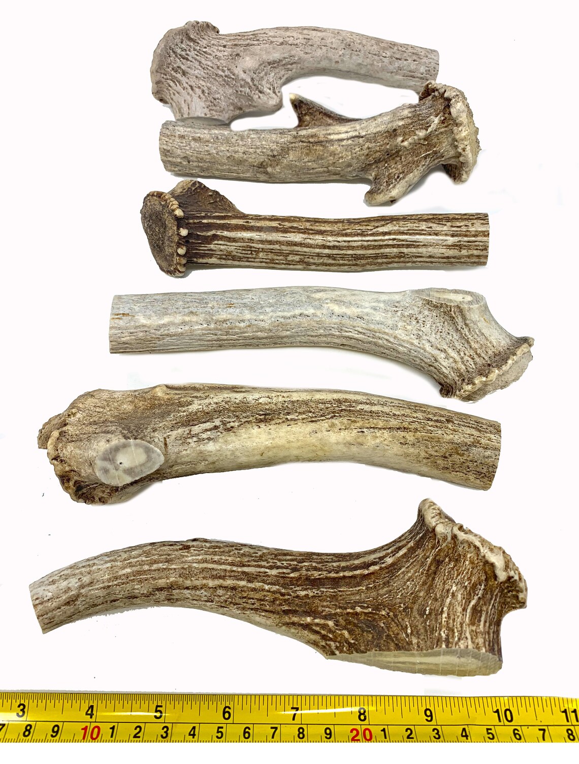 6 AXIS Deer Antler Cuts W/ Shed Burr Knife Handle or Pipe Etsy