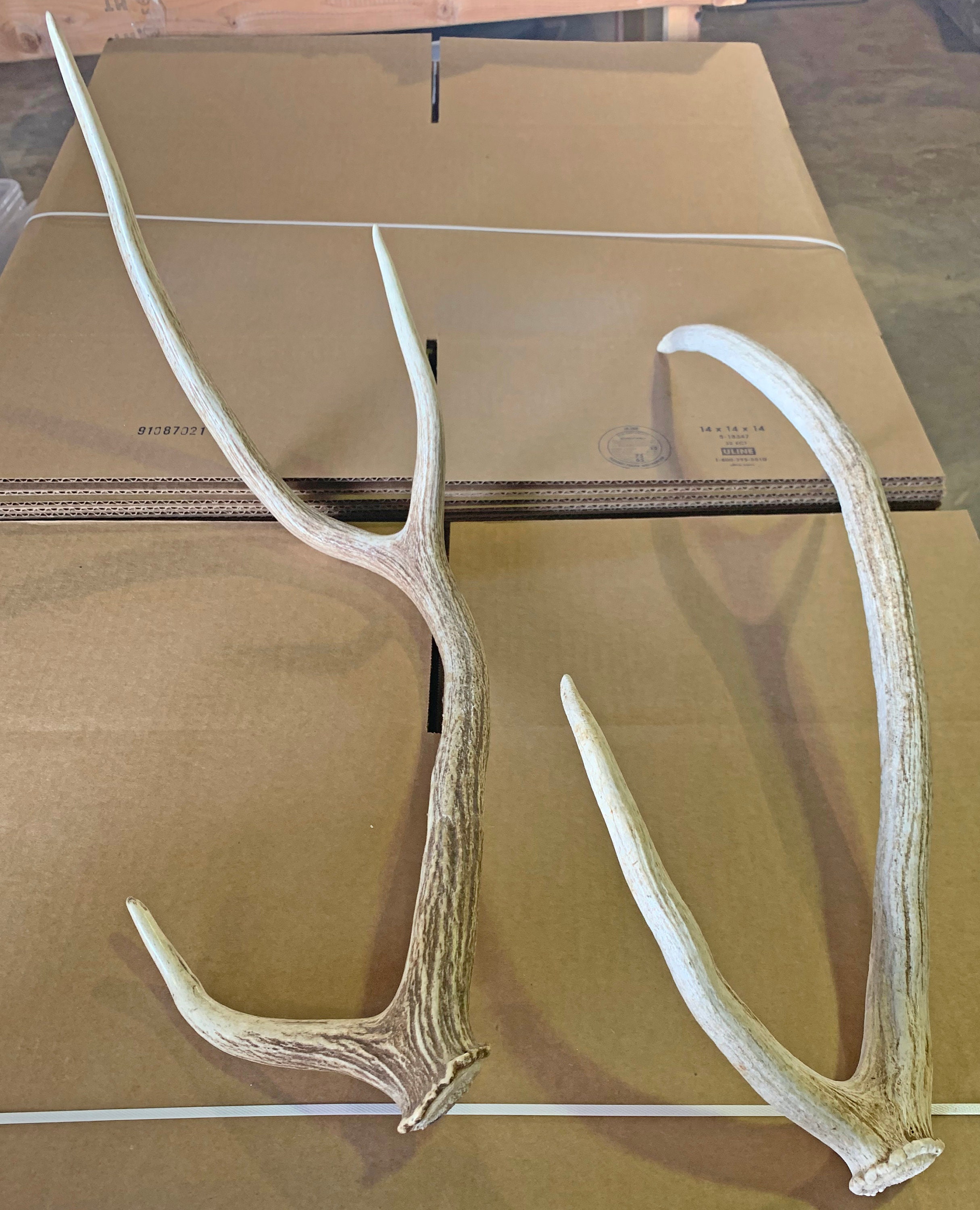 5 Lbs of Axis Deer Antler Sheds Grade A Natural Shed Lot - Etsy Ireland