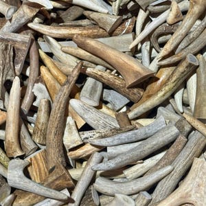 BULK 5 or 10 Pounds * Slightly Damaged* Deer / Elk Antler Crafting Tips -Points-Tines-Pendants- 1&quot; to 6&quot;