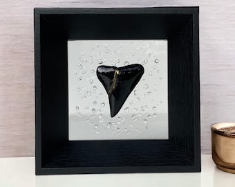 Golden & iridescent shark tooth with shadow box frame