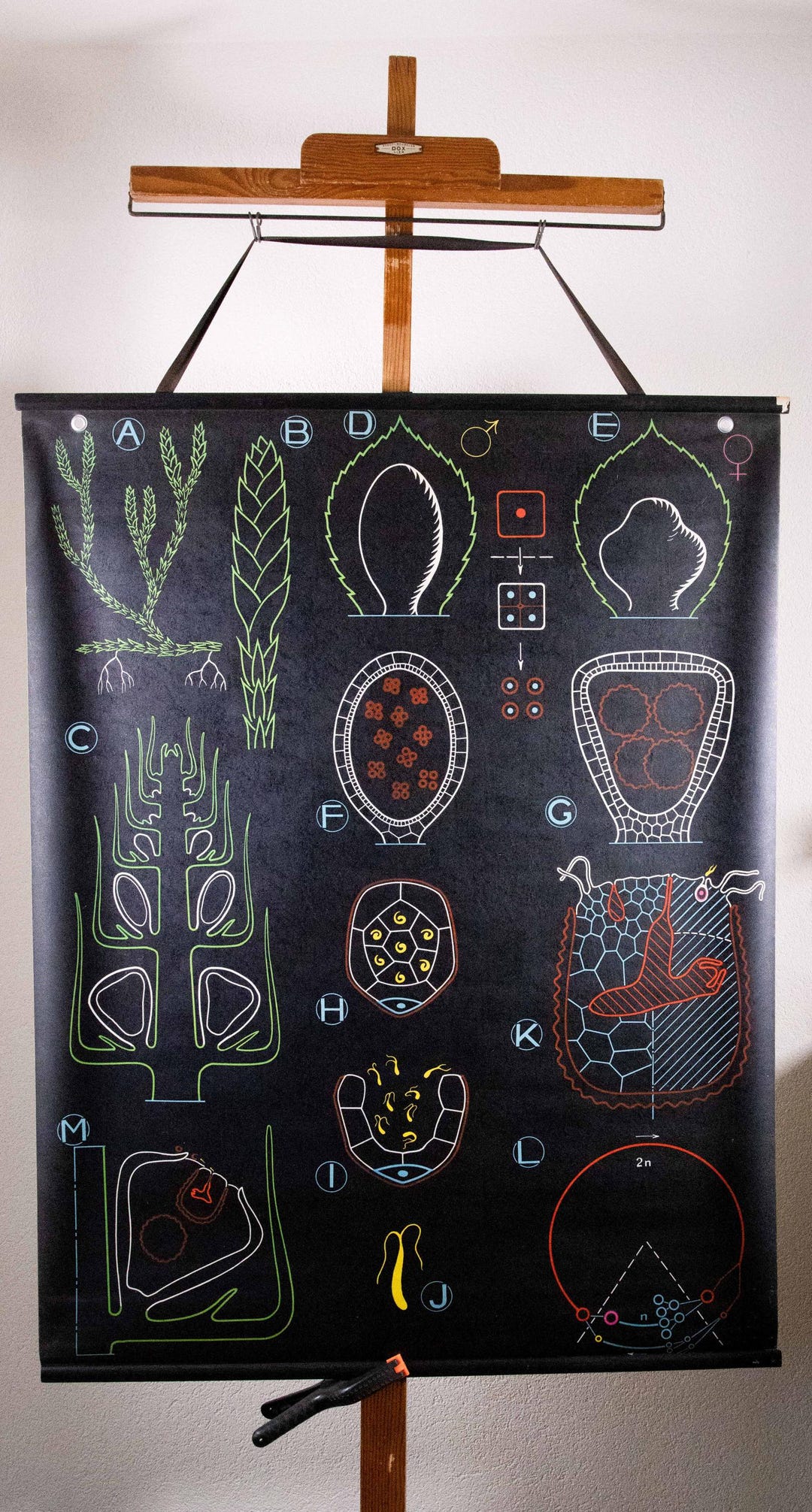 Vintage Pull Down Chart Selaginella Dr. Auzoux School Chart - Etsy