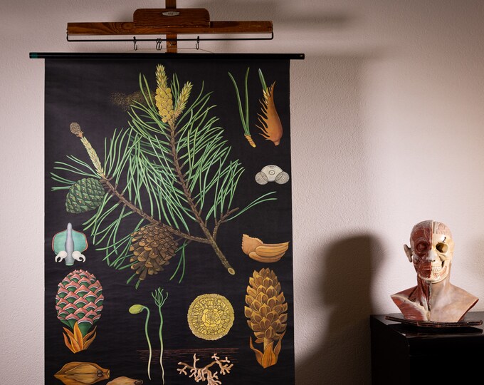 Vintage Pull Down School Chart Pine Jung Koch Quentell - Etsy