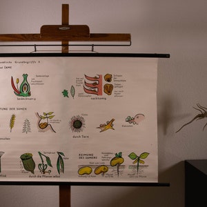 Peut inclure: Une affiche pédagogique vintage intitulée Pflanzenkundliche Grundbegriffe A, illustrant des concepts botaniques tels que les fruits, la dispersion des graines et la germination avec des schémas colorés et du texte allemand, sur cadre en bois.