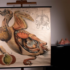 Könnte beinhalten: Eine historische Lehrtafel mit einer anatomischen Illustration eines Vogels, beschriftet mit Aves I. Situs viscerum. Columba. Die Tafel zeigt innere Organe, Skelettstrukturen und nummerierte Diagramme auf einem cremefarbenen Papierhintergrund.