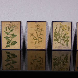 5 alte Vintage-Drucke auf Karton, botanische Schultafel-Lithographie
