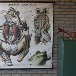 Vintage Roll down School Chart Frog Pfurtscheller wall chart