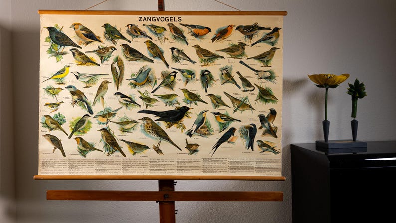 Vintage Pull Down Chart Songbirds School Chart - Etsy