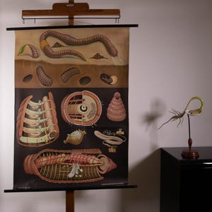 Vintage Pull down School Chart Worm by Jung Koch Quentell Lithograph
