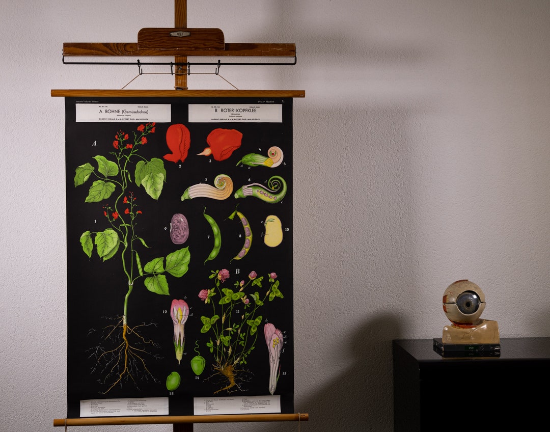 Vintage Pull Down Chart Bean and Red Clover School Chart - Etsy