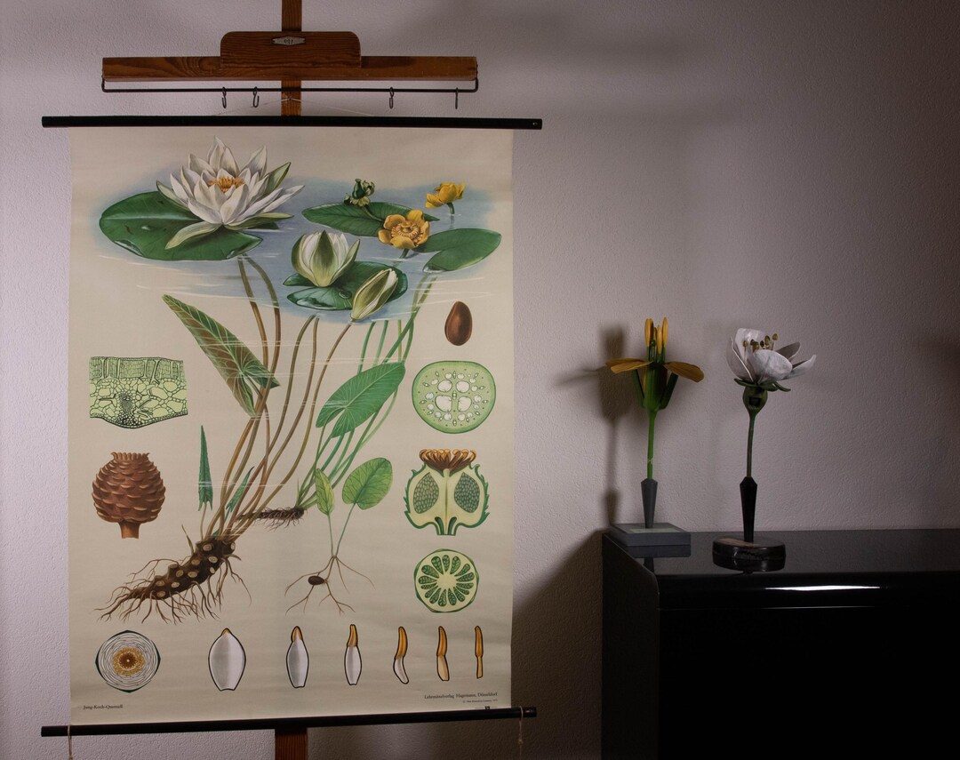 Vintage Pull Down School Chart Waterlily Jung Koch Quentell - Etsy