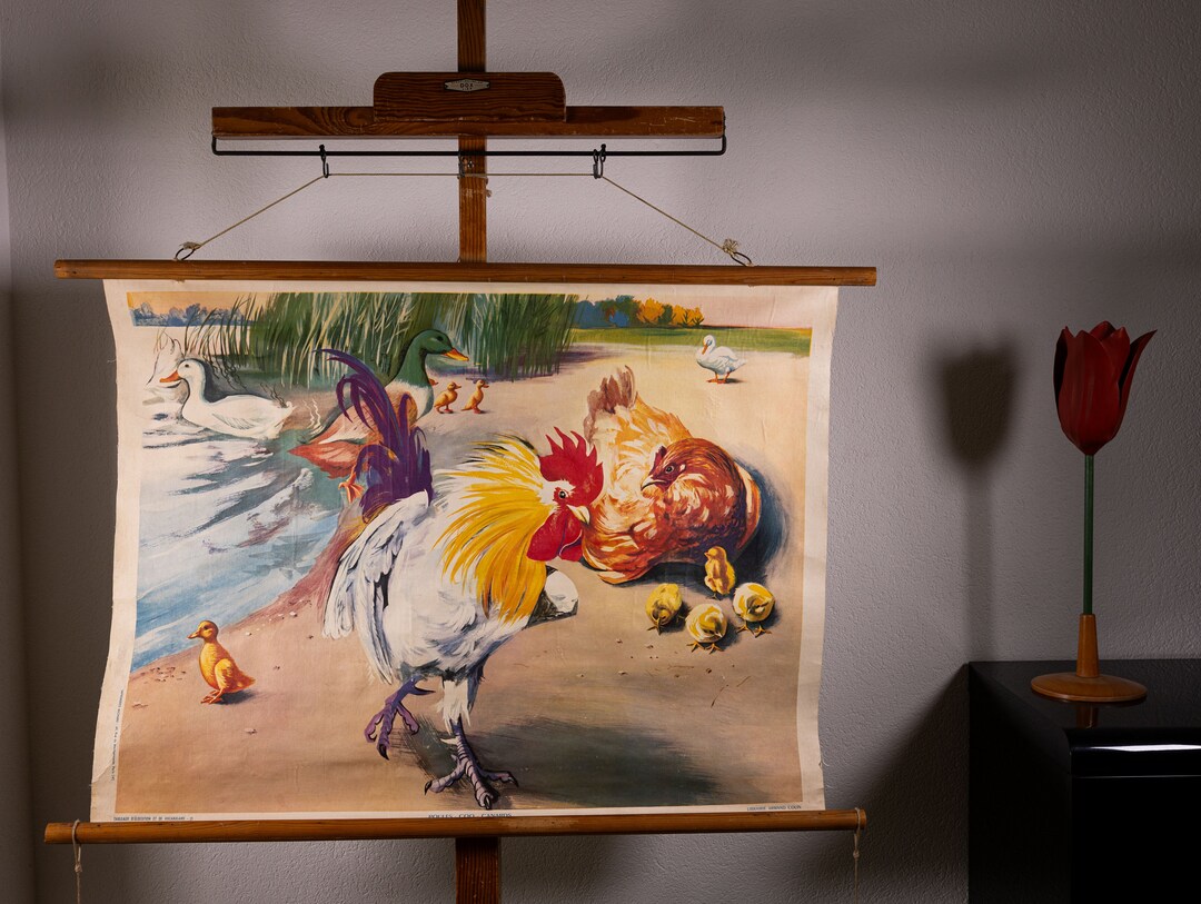 Vintage Pull Down Chart Rooster Chickens and Ducks School - Etsy
