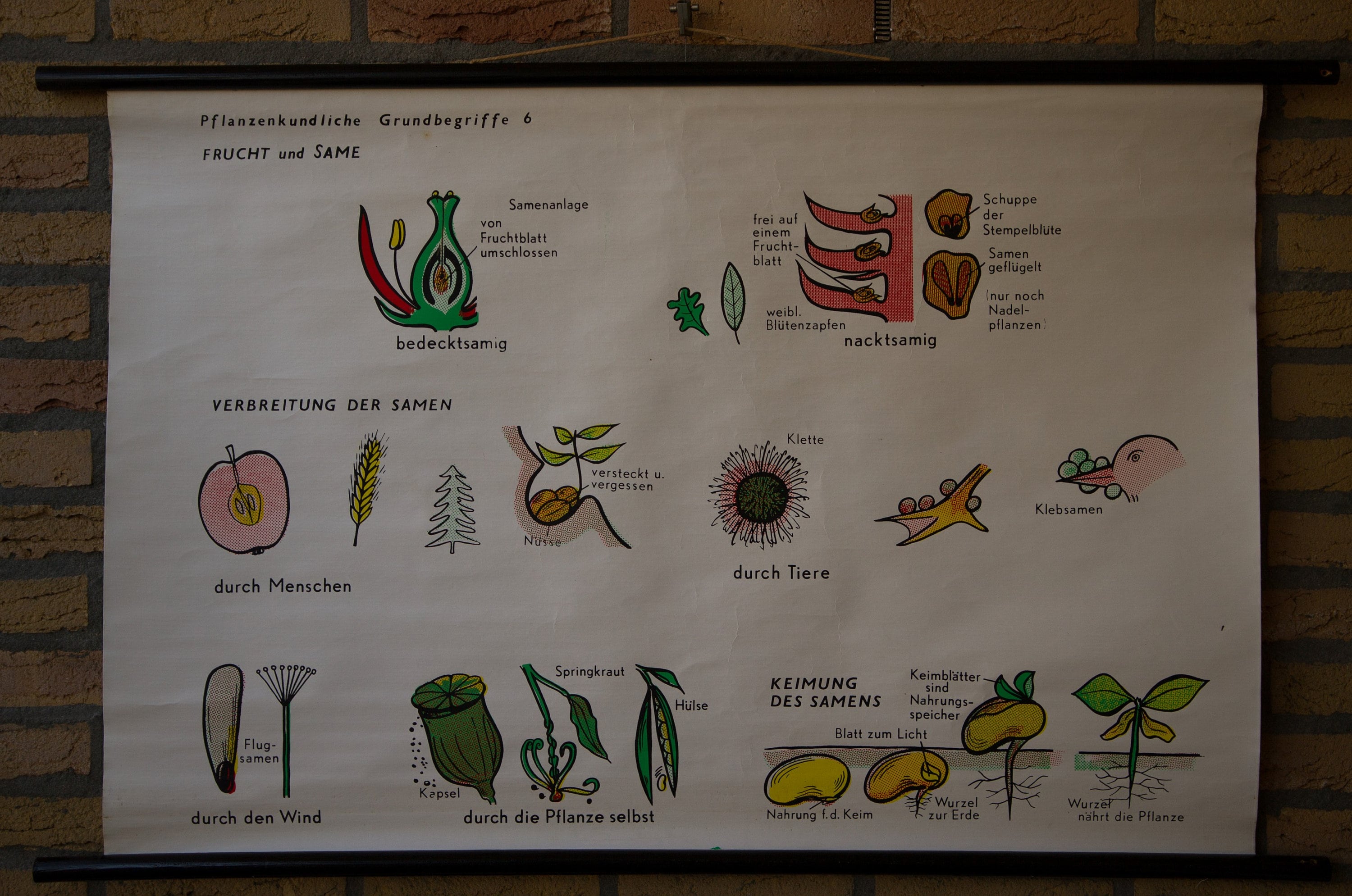 Vintage Botanical Pull Down Chart Botanist Basic Concepts 6 – Types of ...
