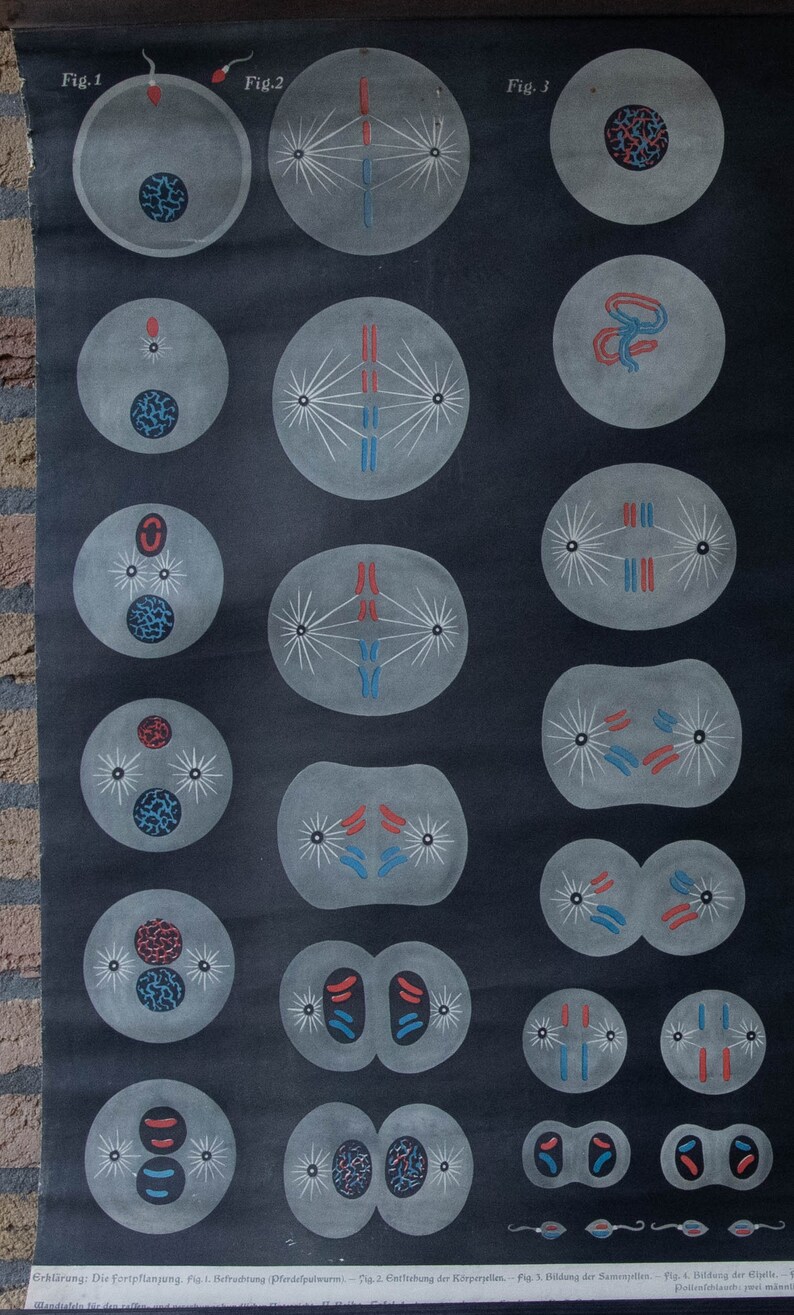 Vintage Pull Down Chart Genetics Flowers School Chart - Etsy