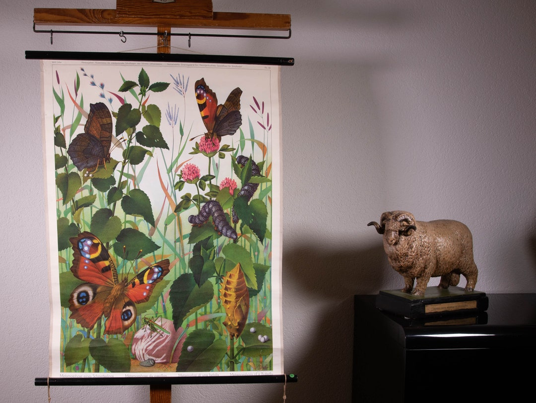 Vintage Pull Down Chart Caterpillars and Butterflies School Chart - Etsy