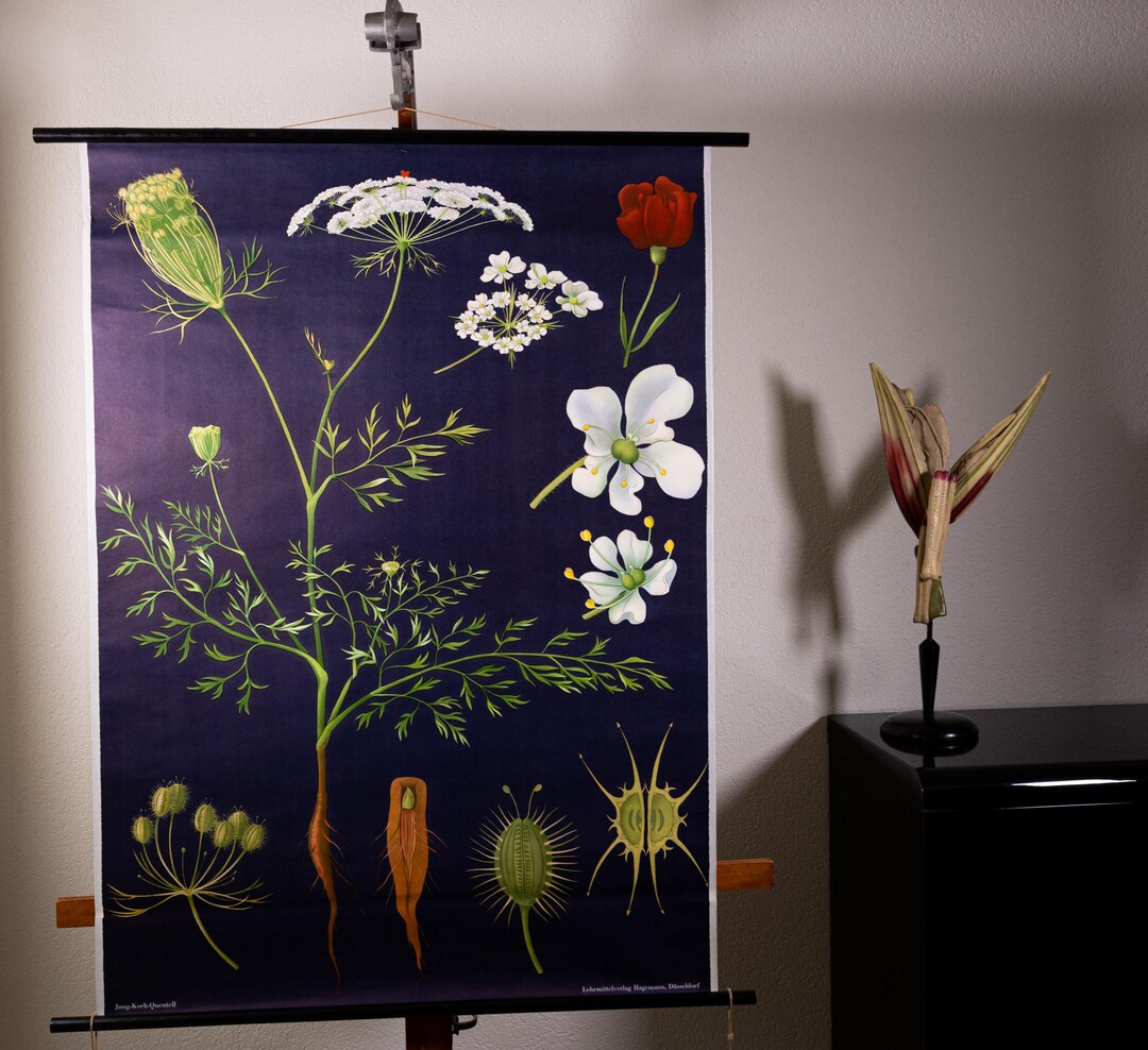 Vintage Pull Down School Chart Wild Carrot by Jung Koch Quentell - Etsy