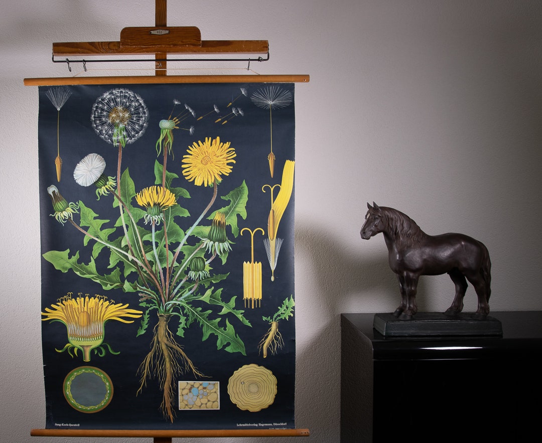 Vintage Pull Down School Chart Dandelion Jung Koch Quentell - Etsy