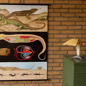 Op de afbeelding: Een vintage educatieve wandplaat met gedetailleerde illustraties van hagedissen. Het bovenste gedeelte toont twee hagedissen in een natuurlijke omgeving, het midden toont anatomische diagrammen met interne organen en onderaan staat de skeletbeweging.